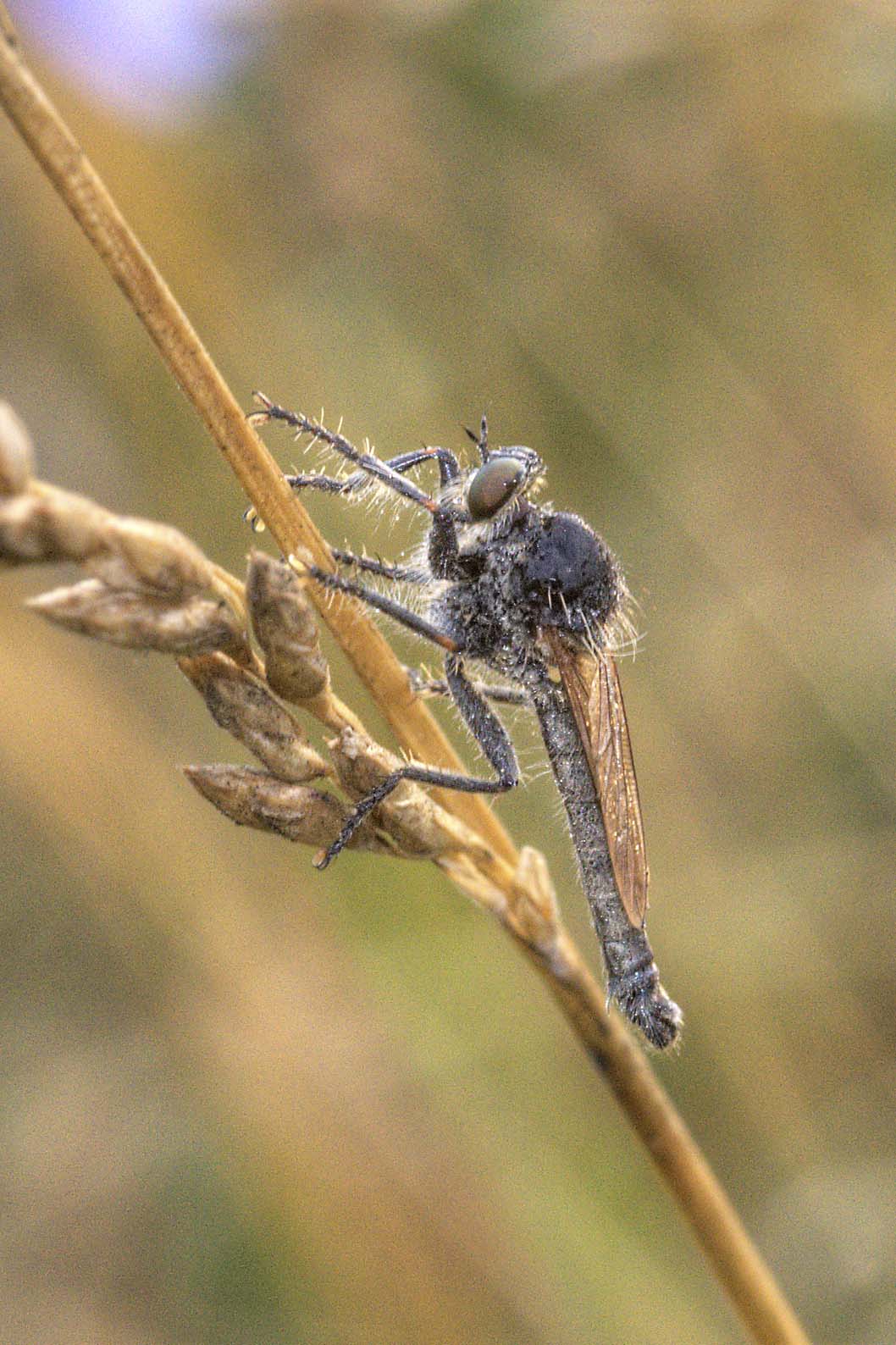 ID asilide